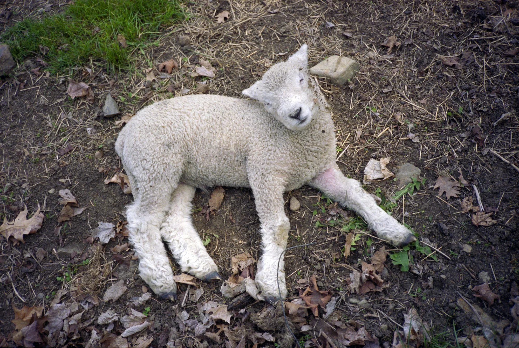 lamb.jpg