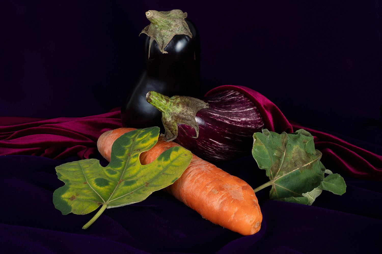 Carrot & Fig Leaf 2025