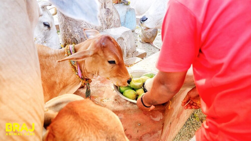 Street Cow's Care Sanctuary In Mathura, Vrindavan India — Braj Animal Care