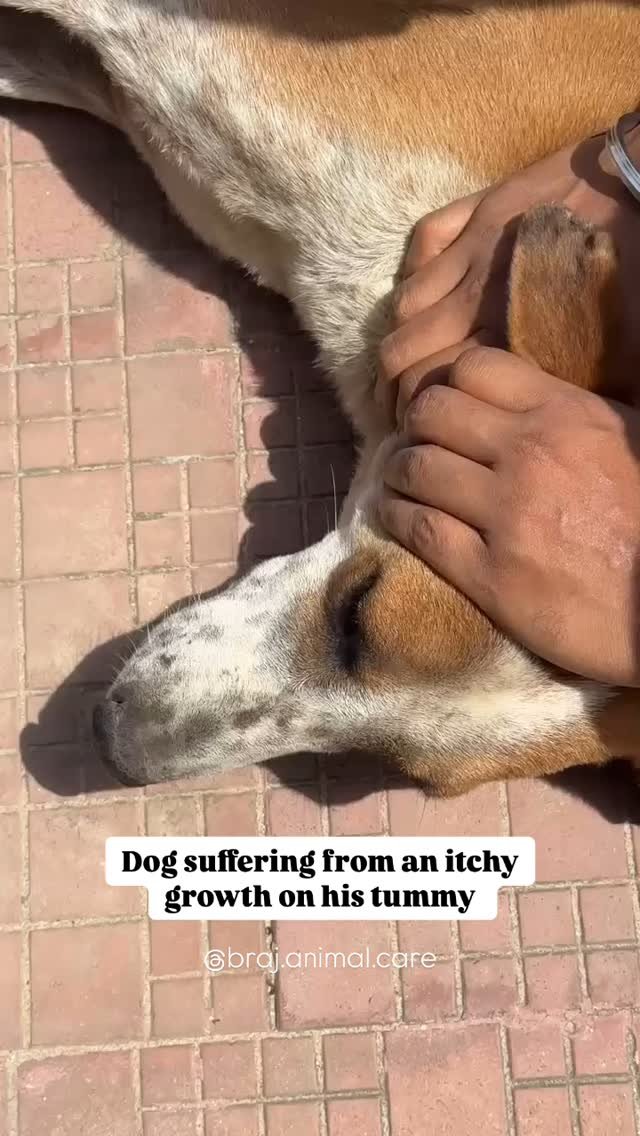 Location: Kailash Nagar, Vrindavan. Recently, our dear friend Joy called us about one of his neighborhood dogs. The poor baby was suffering from an itchy growth on his tummy. The dog had scratched it so much that it actually started to bleed, and Joy
