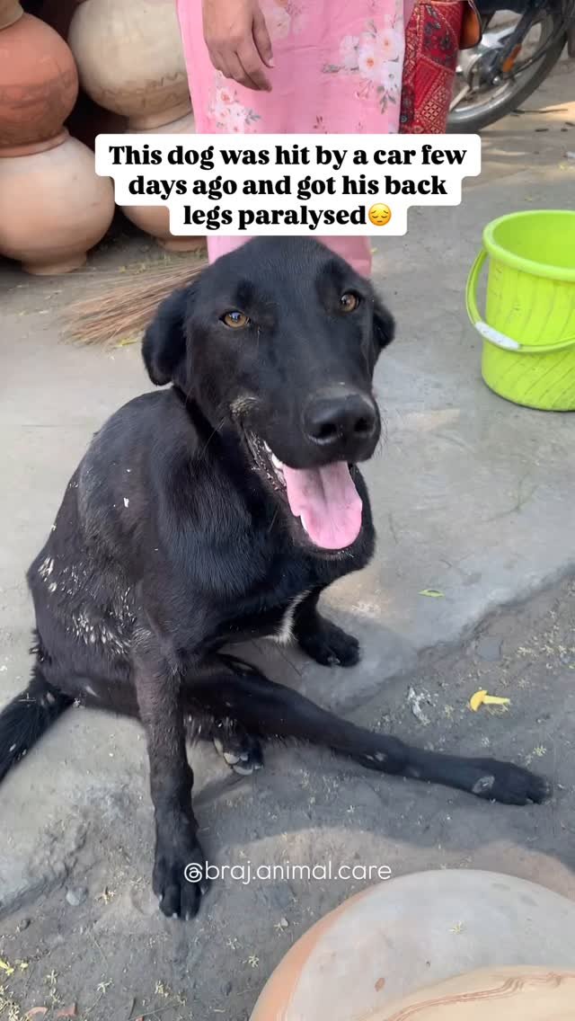 Location: Akshay Patra. This dog was hit by a car a few days ago, due to which his back legs are paralysed. Unfortunately, he is likely handicapped for life. One day, we hope to have a beautiful shelter where animals like him can live a happy life, b