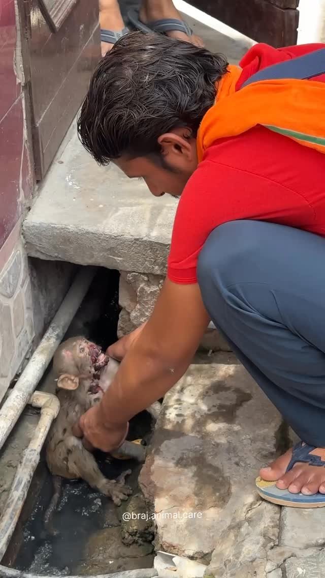 This baby monkey was hit by a motorbike, but his story has a happy ending. ❤️ We treated this patient during @the_brat_woman ‘s recent visit. 🙏🥰 #brajanimalcare #vrindavan