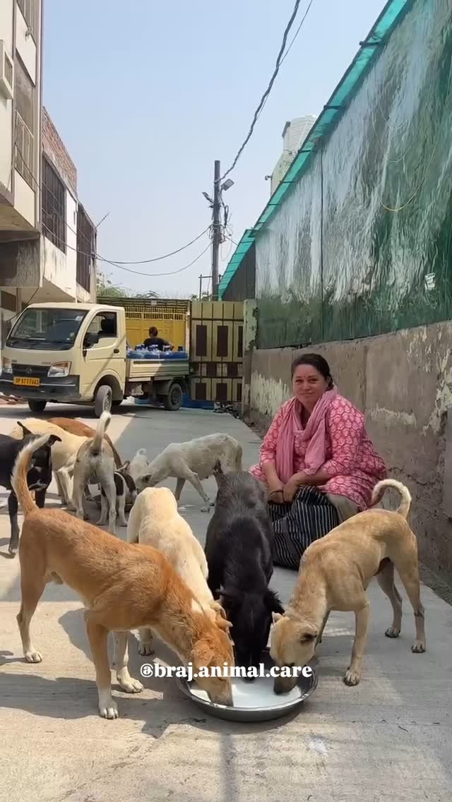 Today’s morning feeding with Braj Animal Care🌹
#vrindavan #foodfeeding #strayanimals