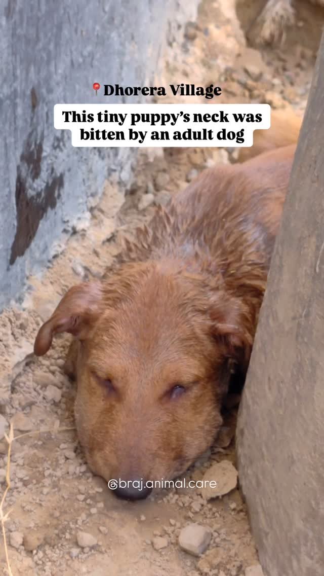 Location: Dhorera Village. This tiny puppy’s neck was bitten by an adult dog three days ago. The informer, who regularly feeds the puppy and his mom, tried to treat the wound himself with home remedies. However, without antibiotics, the wound q