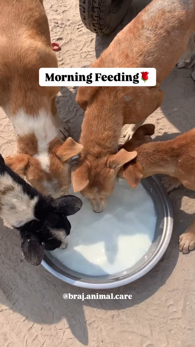 Daly morning feedings at 9:30am🌹
If you want to join us DM us🤗
#vrindavan #feeding #animals #brajanimalcare
