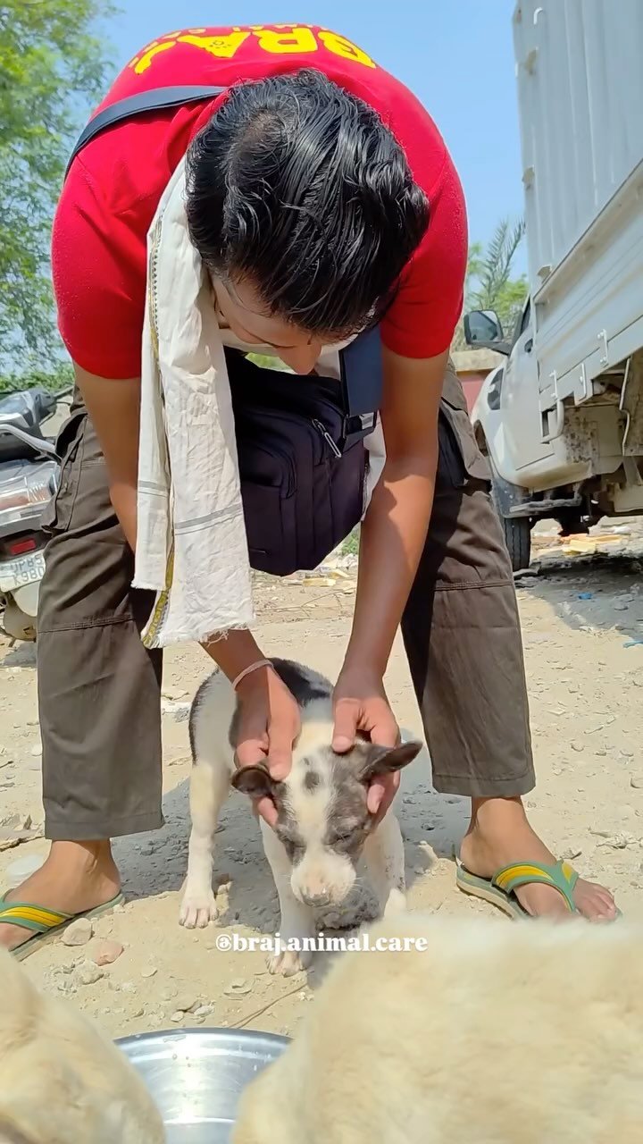 Daily feedings for Vrindavan’s street animals with Braj Animal Care🫶
#vrindavan #brajanimalcare #love #strayanimals