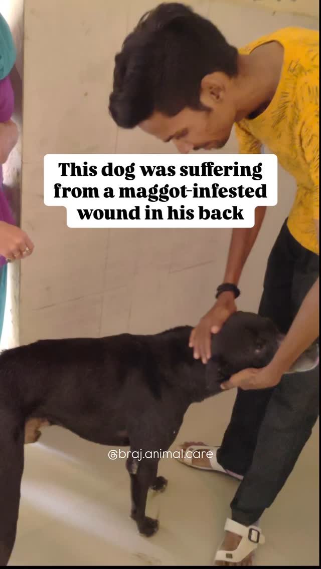 Location: MVT. This male dog was suffering from a maggot-infested wound in his back. Thankfully, Lalasamayi and Deepak let us know about his situation. The treatment we provided consisted of medications to kill the maggots and prevent infection. The