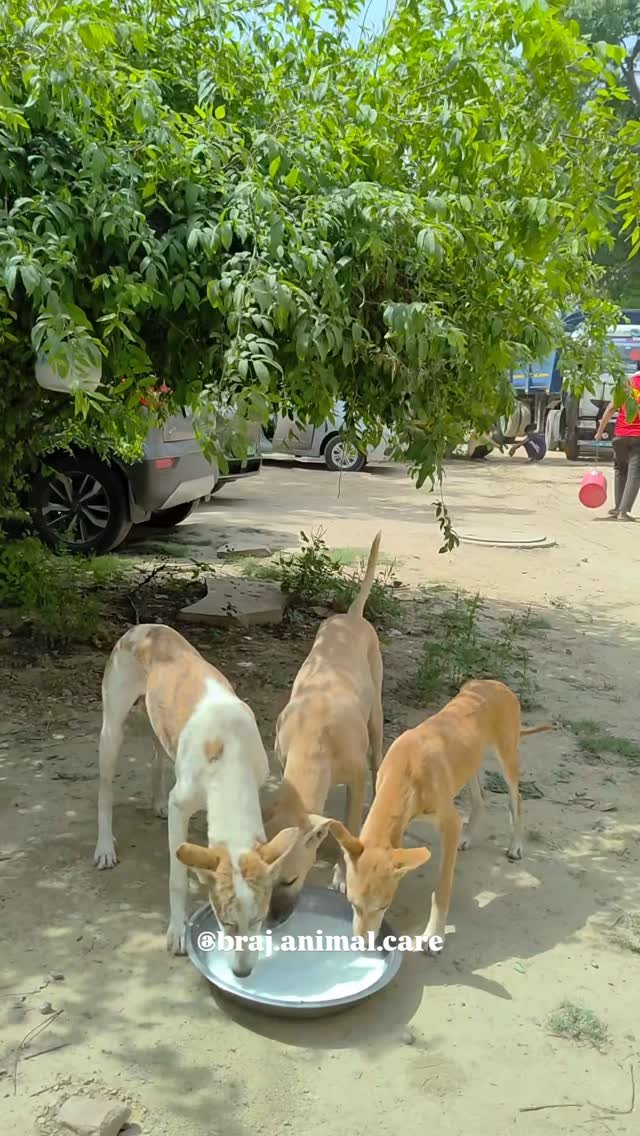 Daily feedings for street animals in Vrindavan🥰
www.brajanimalcare.com
#vrindavan #animals #dailyfoodfeed #care