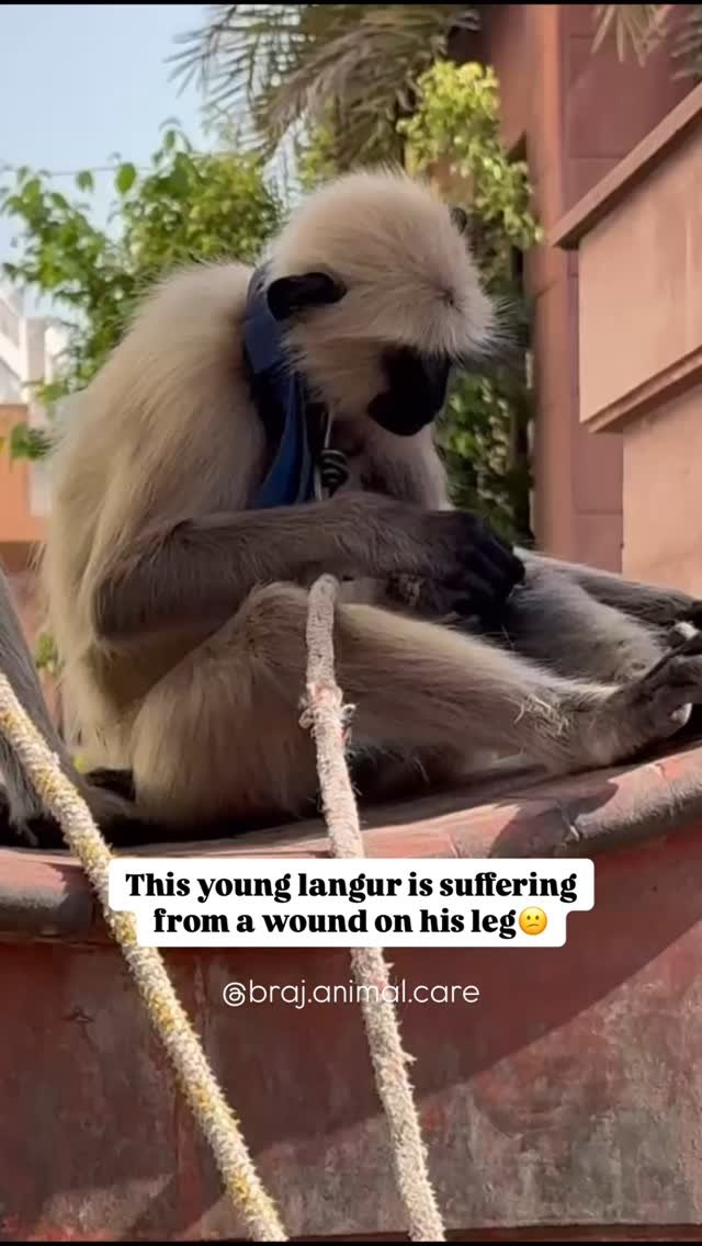 Location: Mandakini. This young langur is suffering from a wound on his leg. Luckily, the wound is not too serious and he should heal fairly quickly. However, it’s good that we were informed early, before a maggot infestation could occur.
Our