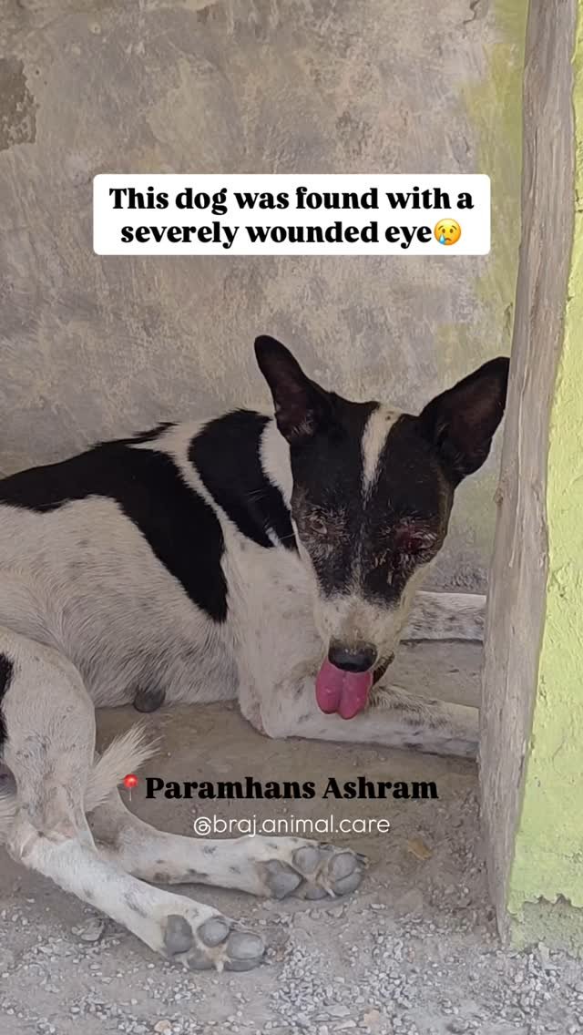 Location: Paramhans Ashram. Our dear friends Mor Mukut and Bhugarbh have been feeding this dog for a long time. Unfortunately, yesterday they found him with a severely wounded eye. Nobody knows the cause of the wound. Upon receiving their call yester