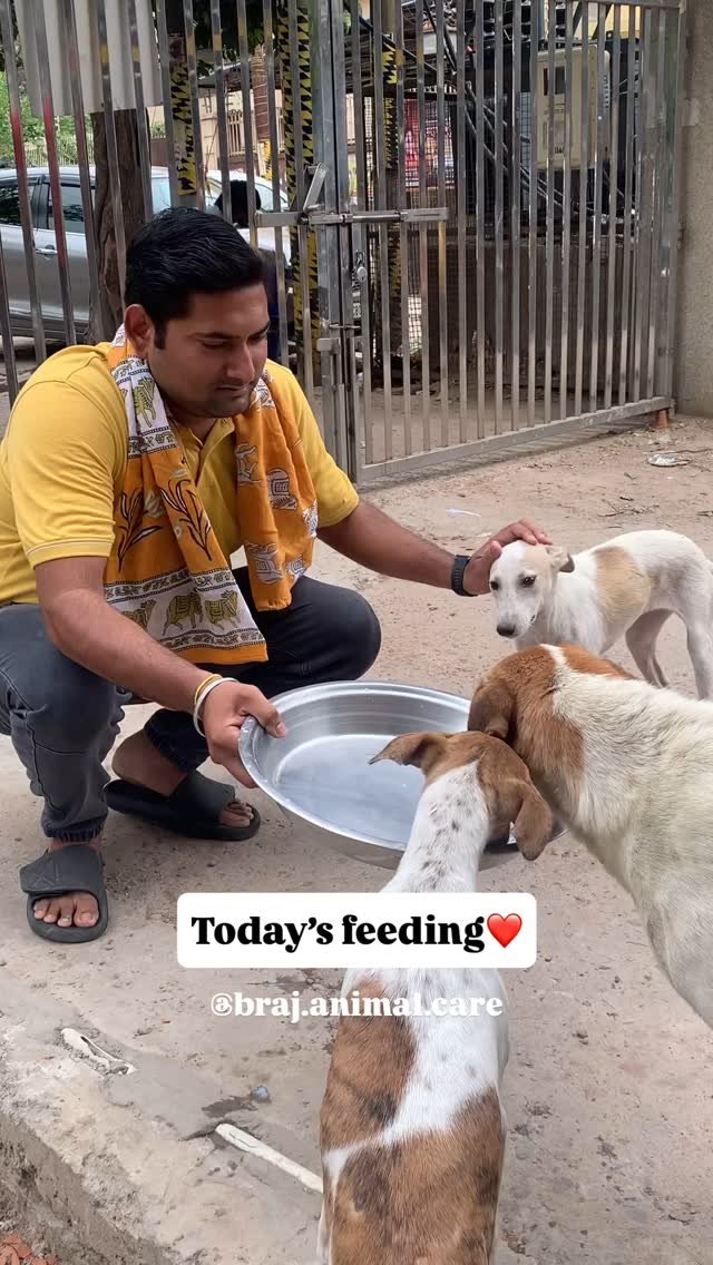 Today, our dear team member Abhijeet Ji joined us in the morning feeding🤗🙏
#vrindavan #dailyfoodfeed #animals #braj