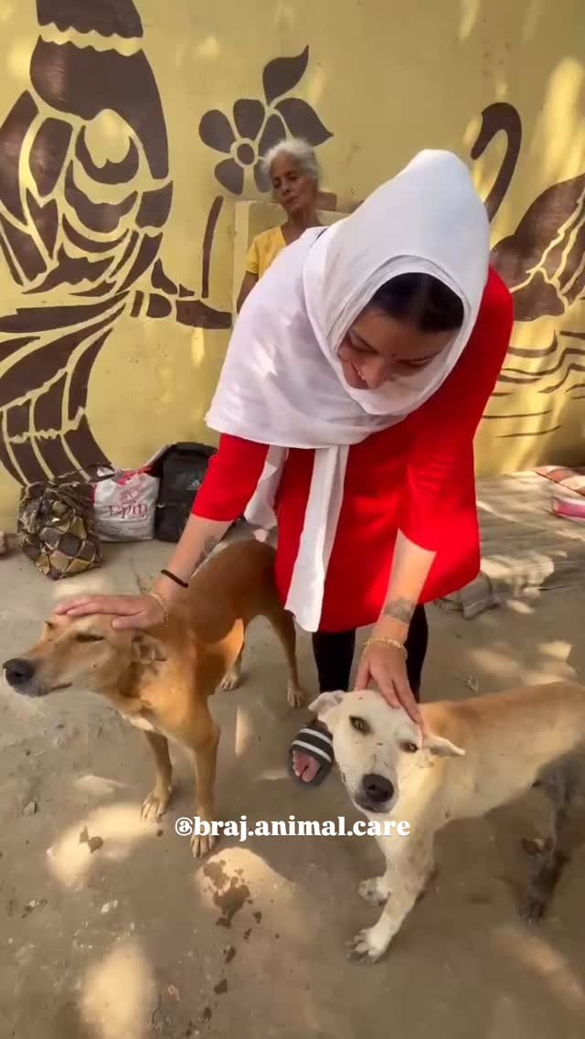 Daily Morning Feedings at 9:30am🥰
DM to join us!😀
#vrindavan #dailyfoodfeed #animals #dogs #care