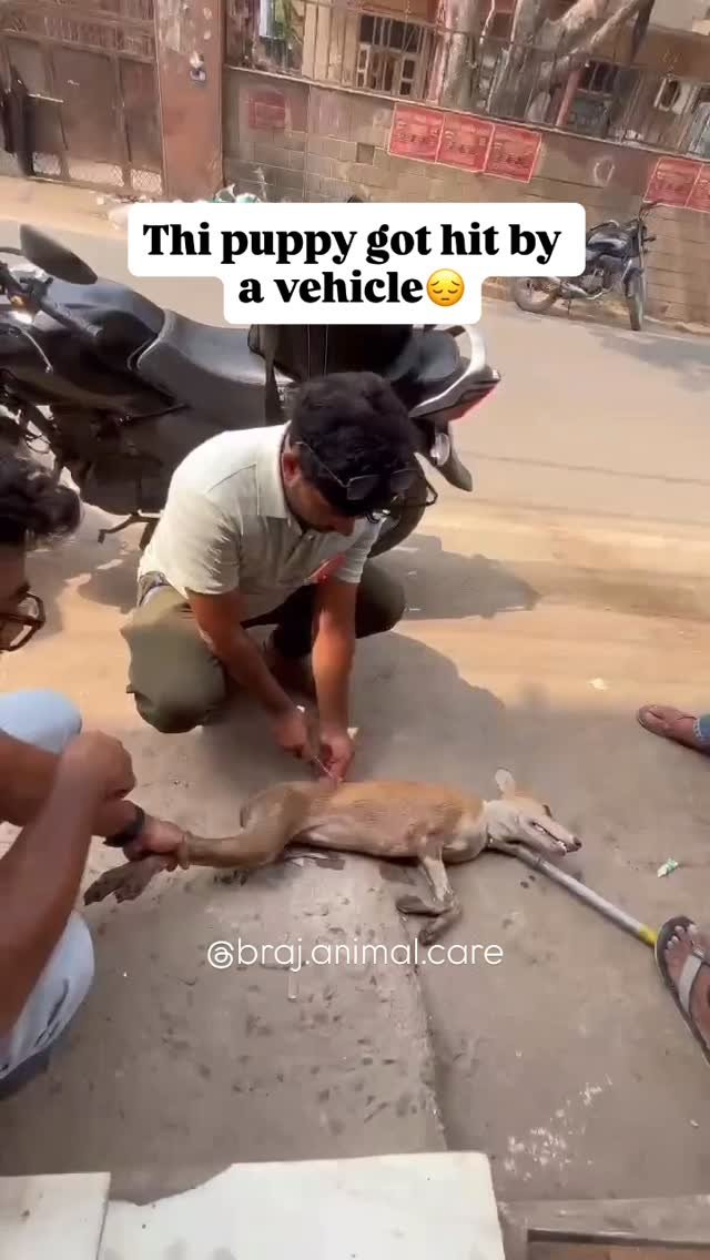 Near Madhuvan Colony, this little puppy was hit by a vehicle, leaving him with multiple scratches and wounds across his body. Understandably, he’s anxious and fearful after the accident.
We cleaned and treated the wounds with antiseptic spray