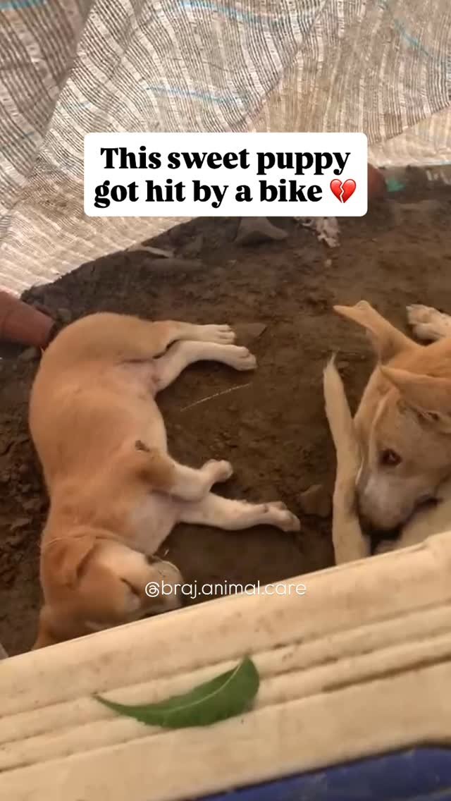 This sweet puppy from Keli Kunj was hit by a bike and couldn’t walk on his injured leg. His worried mom stayed right by his side. 💔
With some treatment and pain relief, he was back on his feet — a heartwarming sight. ❤️‍🩹
We&rsquo