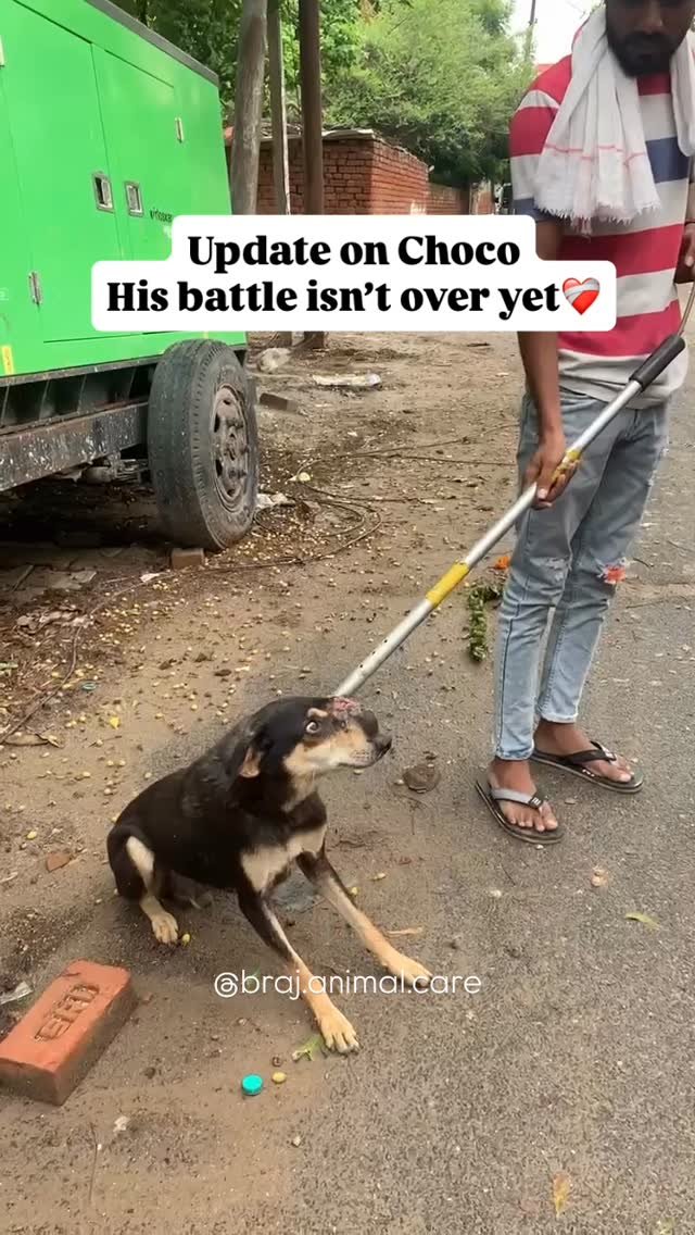 Choco’s Battle Isn’t Over Yet 🐾
We’ve been caring for Choco for a while now. After moving him to a shelter in Panigaon, we kept searching for answers about the wound on his head.
A doctor from Mathura recently visited and suspect