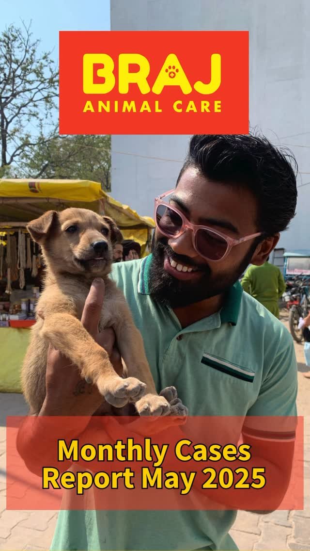 MAY 2025 REPORT 🐾
We handled 42 animal cases in May—35 new, mostly due to heat stroke, traffic accidents, electric shocks, and maggot wounds. Dogs were the most affected, along with monkeys, langurs, and a cow.
📍Hotspots: ISKCON, Sunrakh Ro