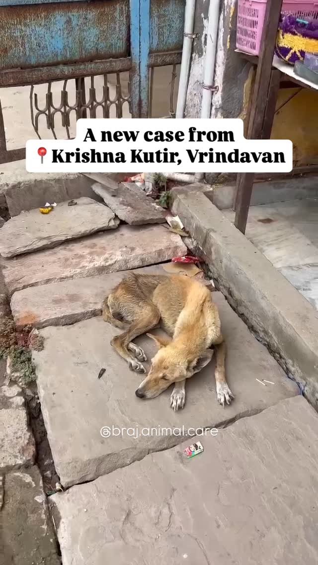 A new case from Krishna Kutir, Vrindavan 🐾
This female dog was reported with cold and cough symptoms — but what worried us more was how weak she had become. You can see her bones... and her body was infested with parasites.
Even when dogs ar