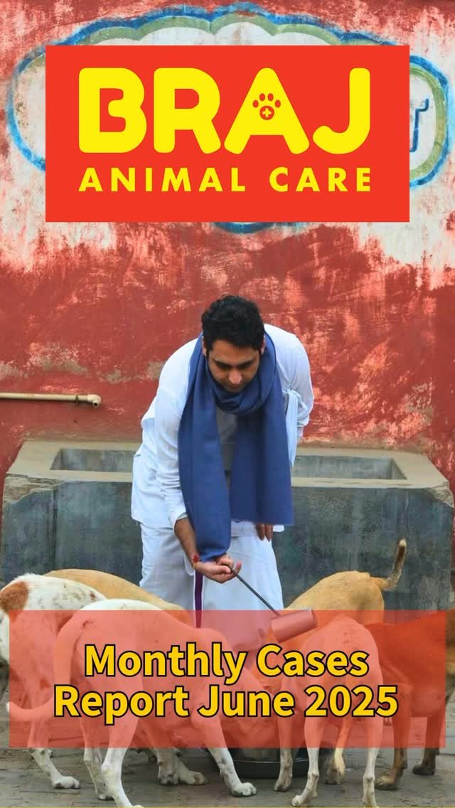 JUNE 2025 | CASE REPORT
We responded to 50 animal welfare cases last month — from traffic accidents and dog fights to maggot wounds, abandonment, and more.
🐶 Dogs made up the majority (31 cases), followed by monkeys and cows.
📍Hotspots inc