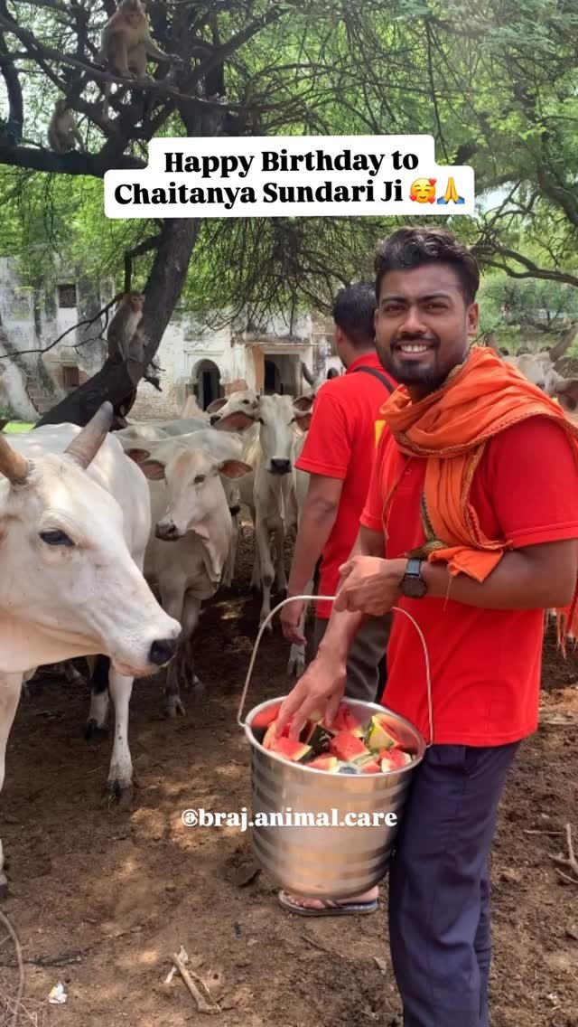 Special Feeding for a Special Day!🎂
Today it was Chaitanya Sundari ji’s special birthday feeding at Braj Animal Care💛
To celebrate, we treated the animals of Vrindavan with their favorites:
🐶 Paneer for the dogs
🐒 Bananas for the monkeys