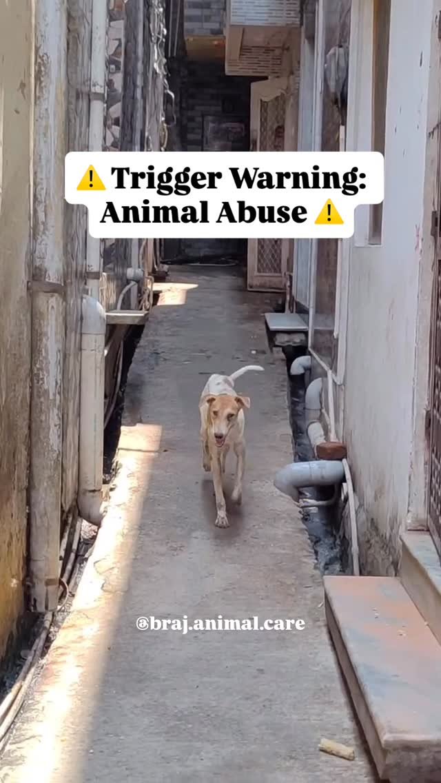 ⚠️ Trigger Warning: Animal Abuse ⚠️
A heartbreaking case from near Chhoti Mandi — someone threw acid on this innocent street dog, leaving burnt patches and melted skin on his back.
When we arrived, we were told that he had been receiving some