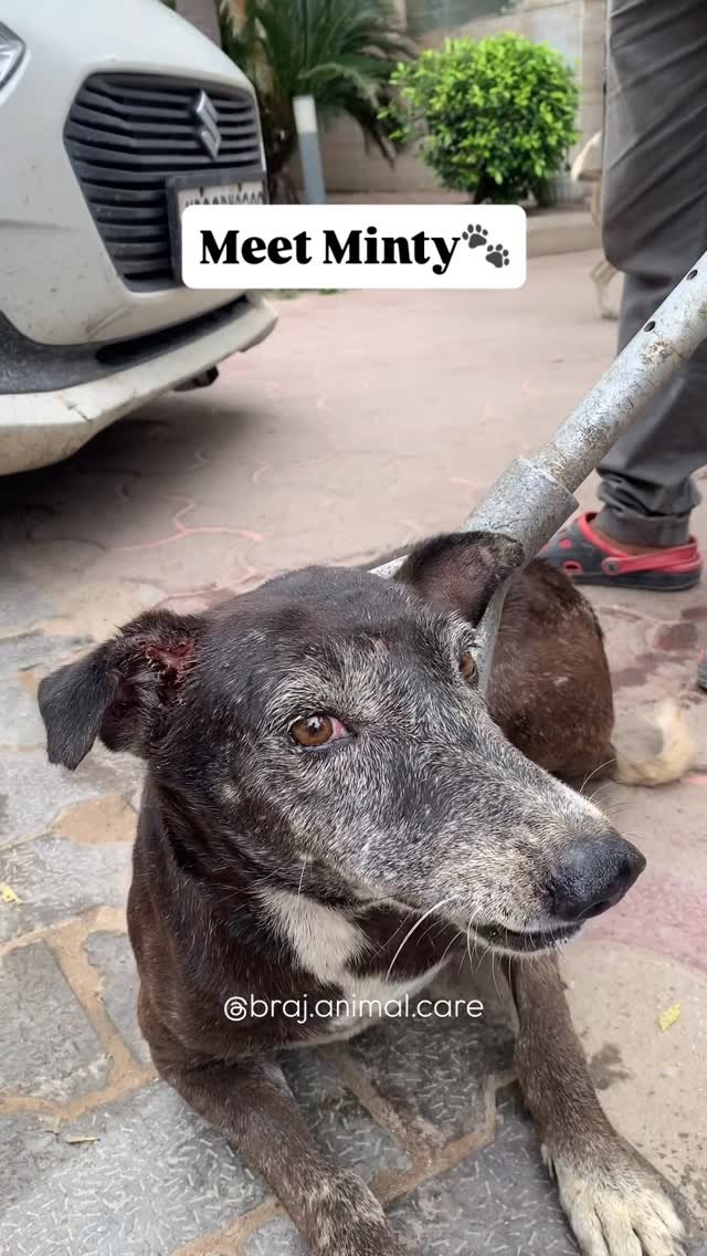 Meet Minty 🐾
Our old friend from Mandakini, Vrindavan.
Minty is a senior dog who loves sleeping right in the middle of the road — anytime, anywhere 😄.
He’s a bit territorial, but would make a great guard dog! Recently, he had a wou