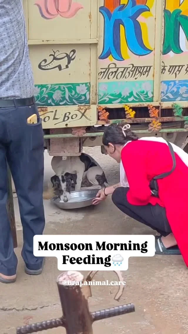 Monsoon morning feeding in Vrindavan🌧️❤️
#brajanimalcare #vrindavan #monsoon #dailyfoodfeed #strayanimals #streetdog #animalwelfare