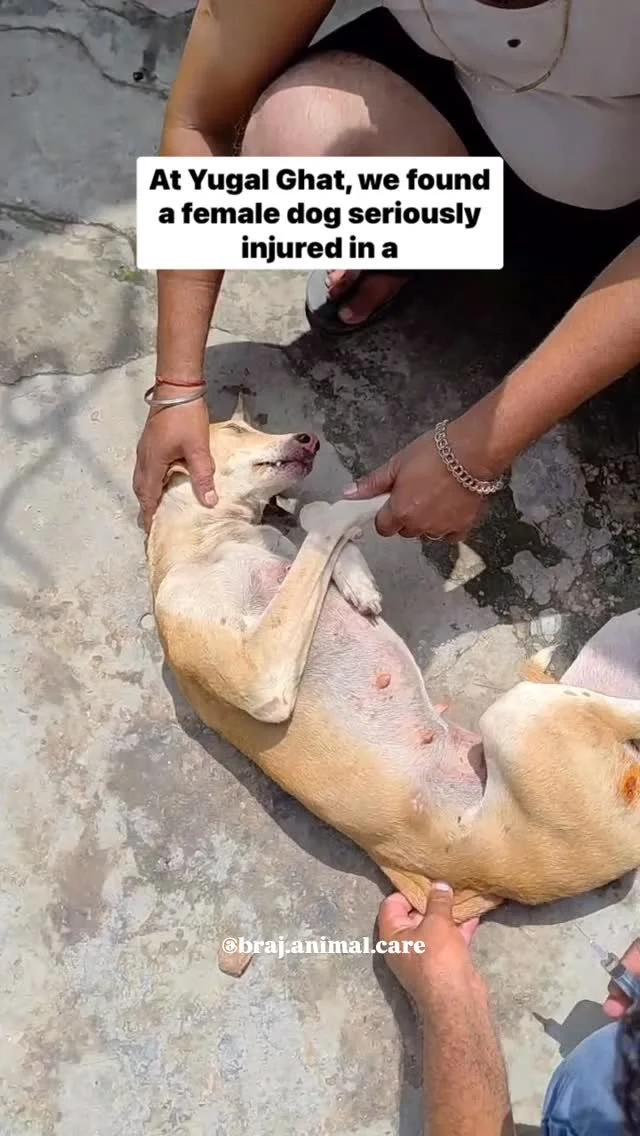 🚨 New case from Yugal Ghat:
This female dog was seriously injured in a dog fight, with bite marks on her chest and thigh.
We treated her for pain, inflammation, and risk of infection, and sprayed the wounds.
Thankfully, kind locals care for her,
