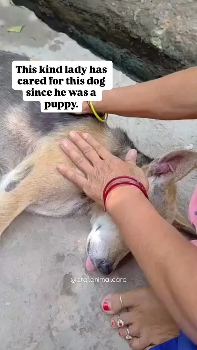 This elderly dog in Kishor Pura is going through a tough time.
He’s weak, covered in ticks, and has a visible skin infection.
He’s also not eating or drinking properly, which is concerning.
While we can’t cure the root of his suffer