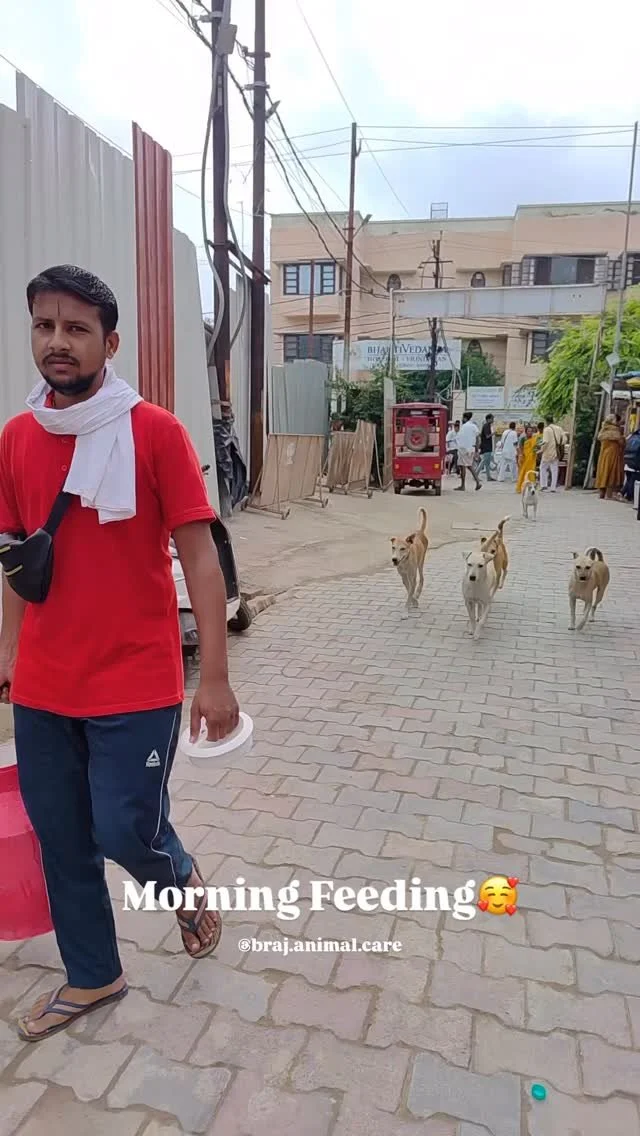 Morning Feedings with Braj Animal Care☀️
Daily at 9:30am💛
#brajanimalcare #vrindavan #dailyfoodfeed #strayanimals #loveanimals #dogs