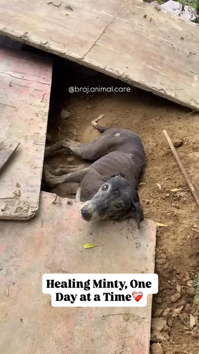 Healing Minty, One Day at a Time ❤️‍🩹🐶
Our dear Minty — whom we’ve been feeding and caring for in Mandakini for over a year — recently got into a fight with other dogs and suffered injuries on his legs and neck.
We treated t