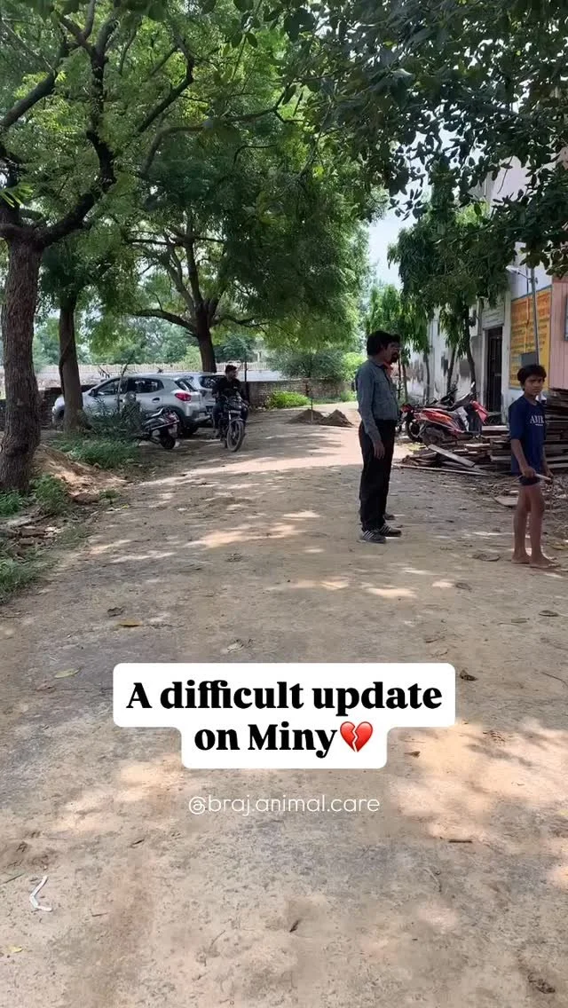 A difficult update on Minty. ππΎ
We returned today to check on our dear Minty… and were heartbroken by what we saw.
He now has a painful wound on his testicles, and the injury near his ear looks even worse. He also seems weaker and has lost