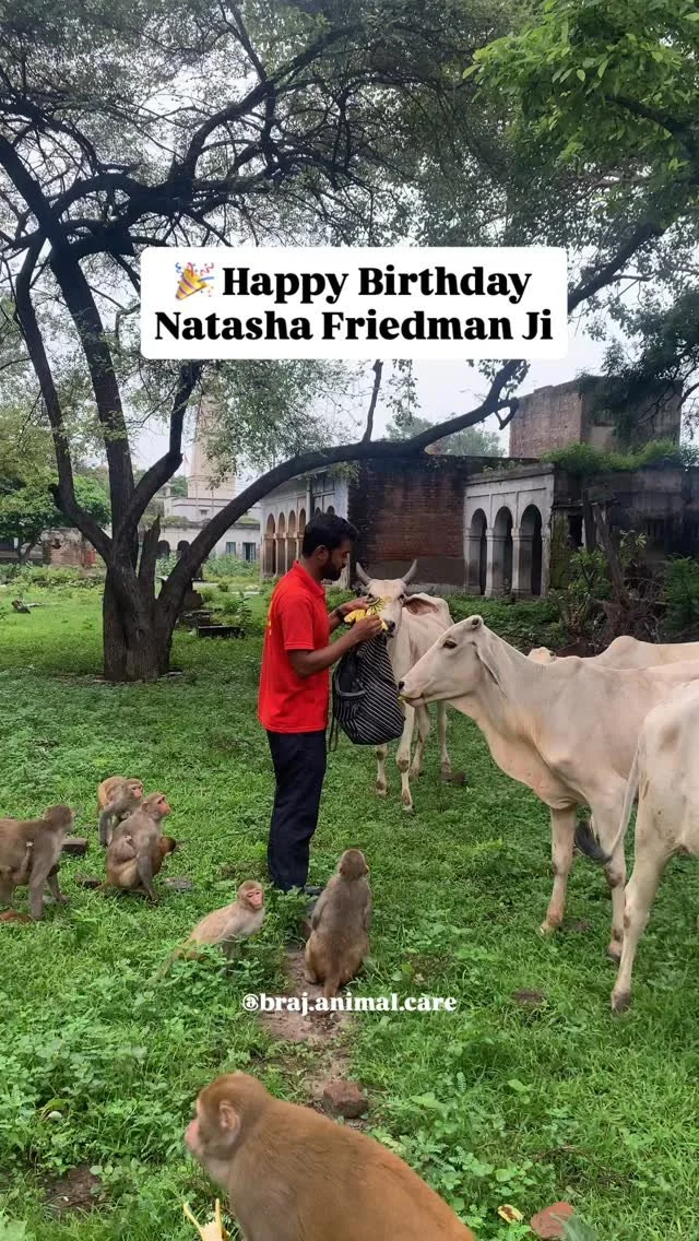 π Today we celebrated Natasha Friedman ji’s special birthday feeding at Braj Animal Care!
The dogs enjoyed delicious paneer, while the monkeys and cows got fresh cucumbers and bananas π
Thank you for sharing your joy with the animals π
#b