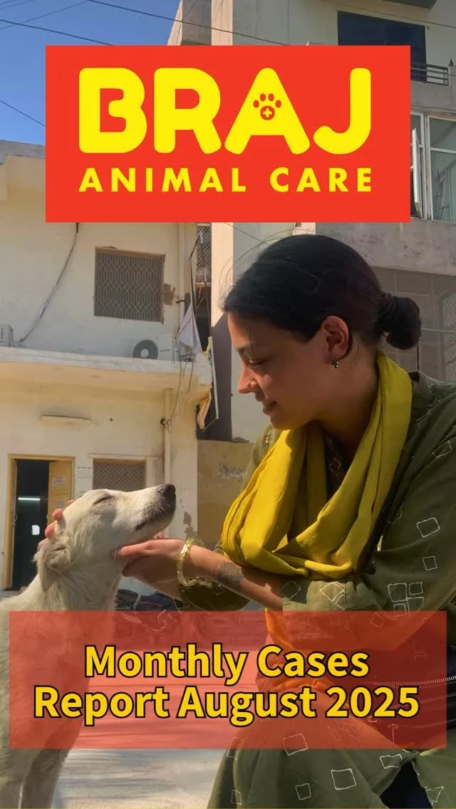 π₯ AUGUST CASE REPORT | 2025 πΎ
This month, we responded to 55 animal welfare cases:
πΉ 38 new incidents
πΉ 17 follow-ups
π¨ Top reasons for rescue:
π Dog fights – 12
π Traffic accidents – 8
πͺ³ Maggot wounds – 6
π We also saw