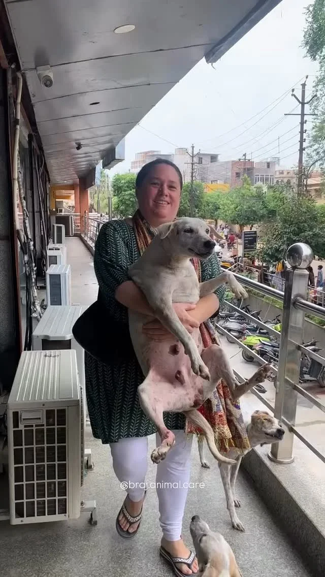 β¨ Lola’s treatment near Radharani Palace β¨
Today, we treated Lola, one of our sweetest feeding point dogs. We feed her every day near Radharani Palace, and she always greets us with love. Recently, she developed trouble walking due to a leg in