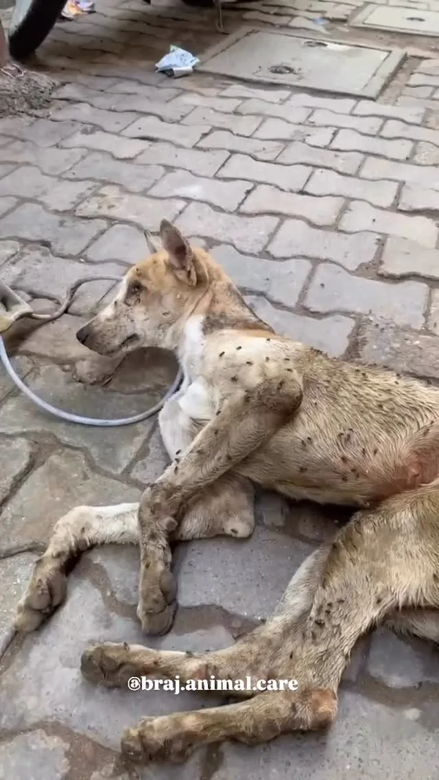 β οΈ New case from Athkambha, near Shri Radha Vallabh Temple β οΈ
This male dog has been lying weak in a corner for the past 2–3 days, and his condition is extremely serious. The doctor suspects food poisoning, possibly from eating a dead rat. His