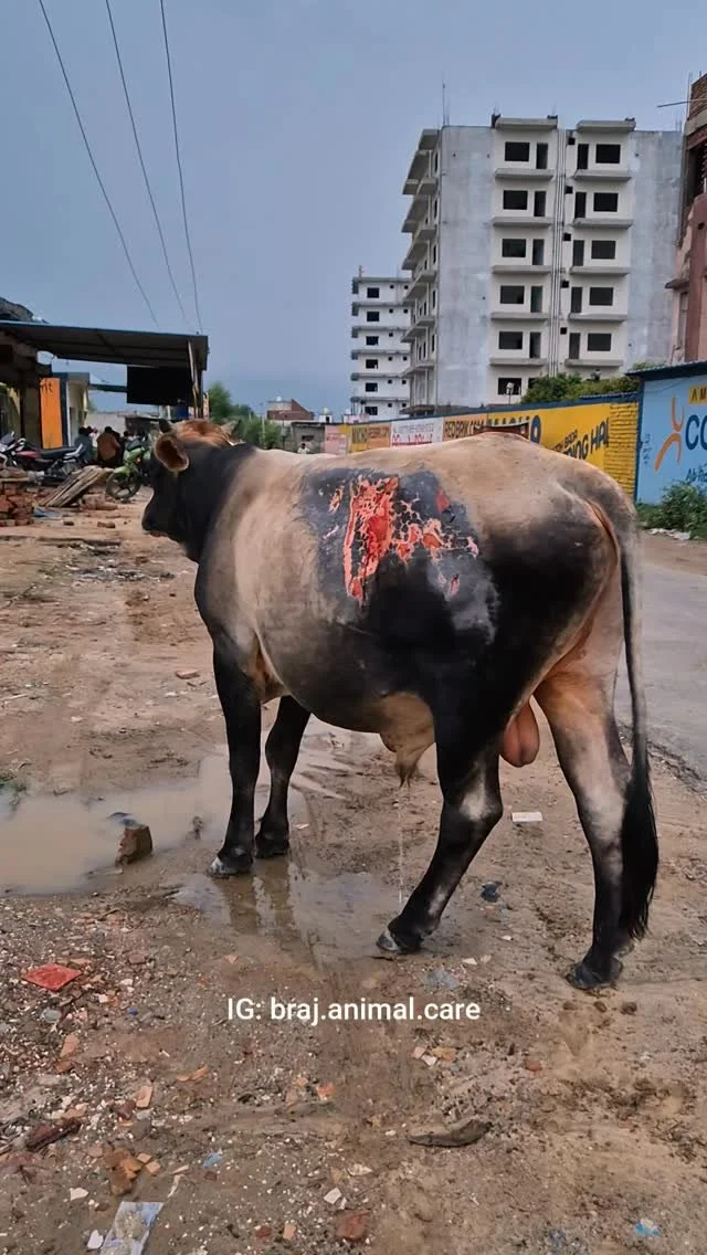 One of our BAC team members, Bablu Bhaiya, spotted a bull with what appeared to be a burn injury—possibly from acid—on the left side of his body. The wound was raw, painful, and at high risk of maggot infestation.β£
β£
We always carry turme
