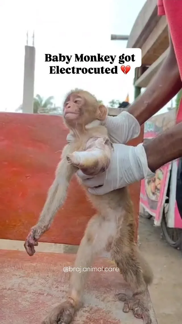 We got a call about a baby monkey near Keshi Ghat πβ‘ who had been electrocuted. Some kind devotees rescued him and even gave first aid before we arrived.
π©Ή His hand is badly damaged, with bones visible
𦡠Legs are strained and wounded
π Treatment