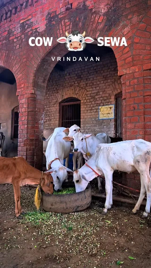 π¨ Flood Emergency in Vrindavanπ¨
Over 500 cows have been rescued from rising waters and are now stranded on a small patch of dry land. They’re safe — but urgently need food.
Today, our team at Braj Animal Care delivered a full truckloa