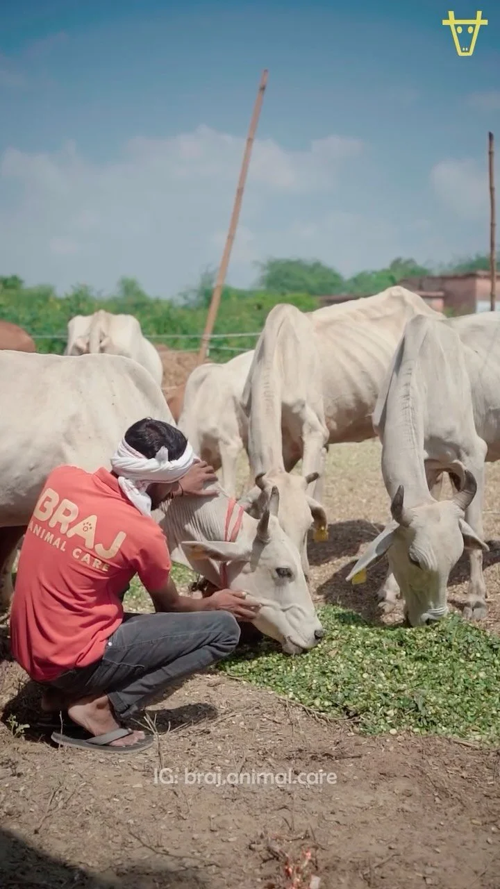 βΌοΈ Emergency Cow Feeding in Flooded Vrindavan βΌοΈ
Today was our second day feeding over 500 cows at the flood relief camp in Vrindavan. ππ
These cows were rescued from the rising waters and are still weak and hungry, so this daily feeding is maki