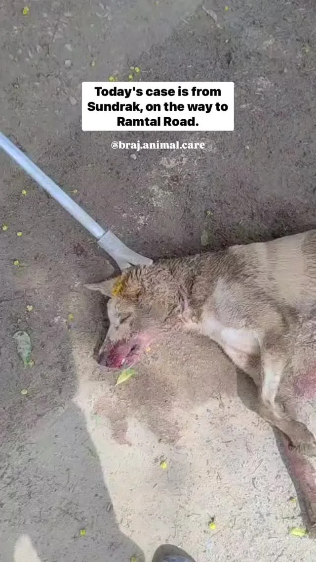 π¨ Emergency case from Sundrak π¨
This morning around 10:30 am, a female dog was found on Ramtal Road after an accident. She suffered a severe head injury and was bleeding heavily. Right now, she remains unconscious.
The doctor has already given he