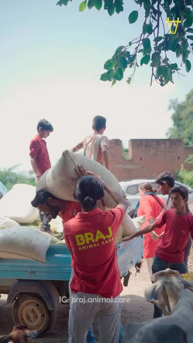 ππ Last Day at the Flood Relief Camp in Vrindavan πβ¨
Yesterday marked the final day of our feeding efforts at the flood relief camp in Vrindavan. With the waters receding, families and animals will soon be able to return home.
Just like on previ