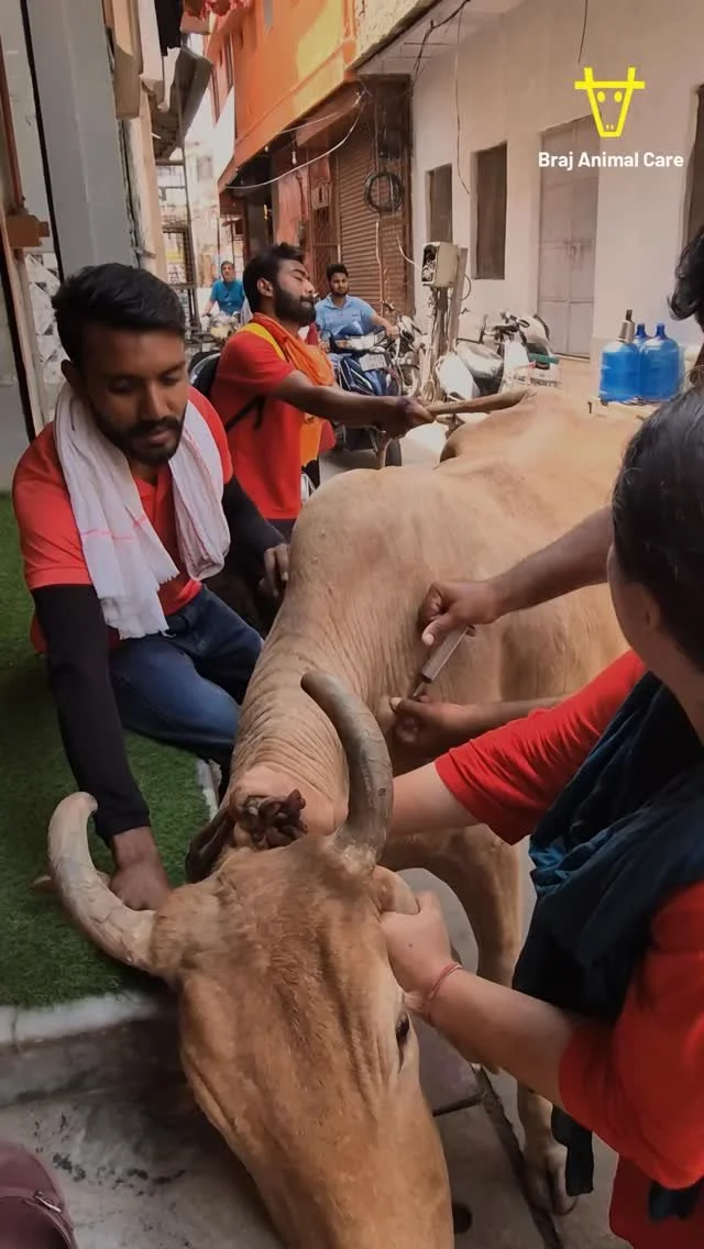 💛 A few days ago we treated this sweet cow near Seva Kunj. 🐮 She was limping from a foot injury, and even without our ropes we somehow managed to restrain her by hand. 🐄✨
She’s older and very calm, but it was still a challenge! One treatmen