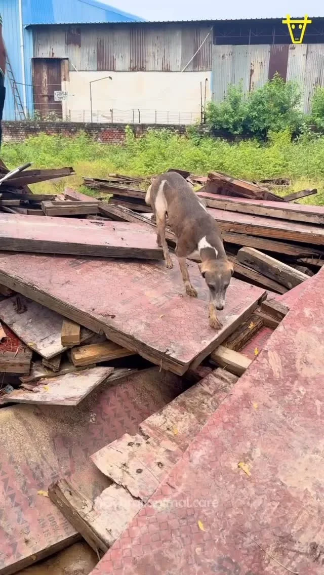 π§οΈπ Today was full of fear, love, and relief.
Rainbow, a mother we feed daily near Keshav Dham, cried out to us in the heavy rains. Her only puppy was trapped under wooden panels, in the swampy ground. We moved each panel one by one, with Rainbow