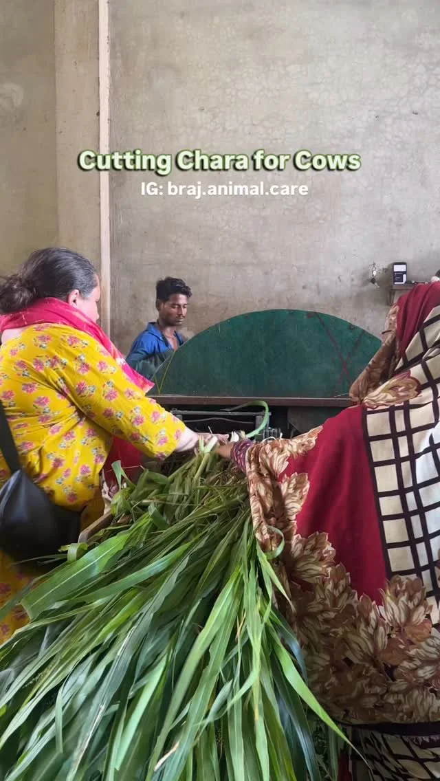 The Braj Animal Care team goes to the fields to cut fresh chara πΏπ.
Step by step, the grass is gathered and bundled, ready to be offered to our gentle cows.
What may look like a simple act is truly an act of love and seva π. Every handful of char