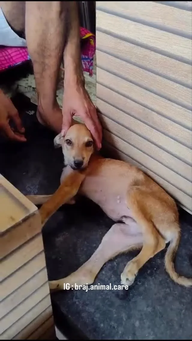 Meet Mishti ππΆ, a tiny soul from Rangji Temple who was struggling to walk due to a wound on her hind leg.
She received an injection to reduce pain and prevent infection, and thankfully she’s eating and drinking well π.
For now she’s st