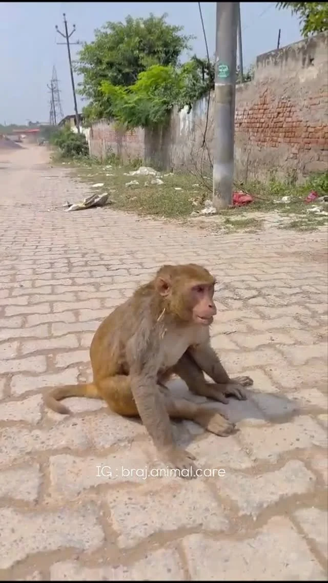 We treated this poor monkey ππ who was found electrocuted early in the morning near Daruk Parking. He is conscious, but weak and disoriented. People tried to feed him, but he couldn’t eat, so they called us. Our team gave him injections and t