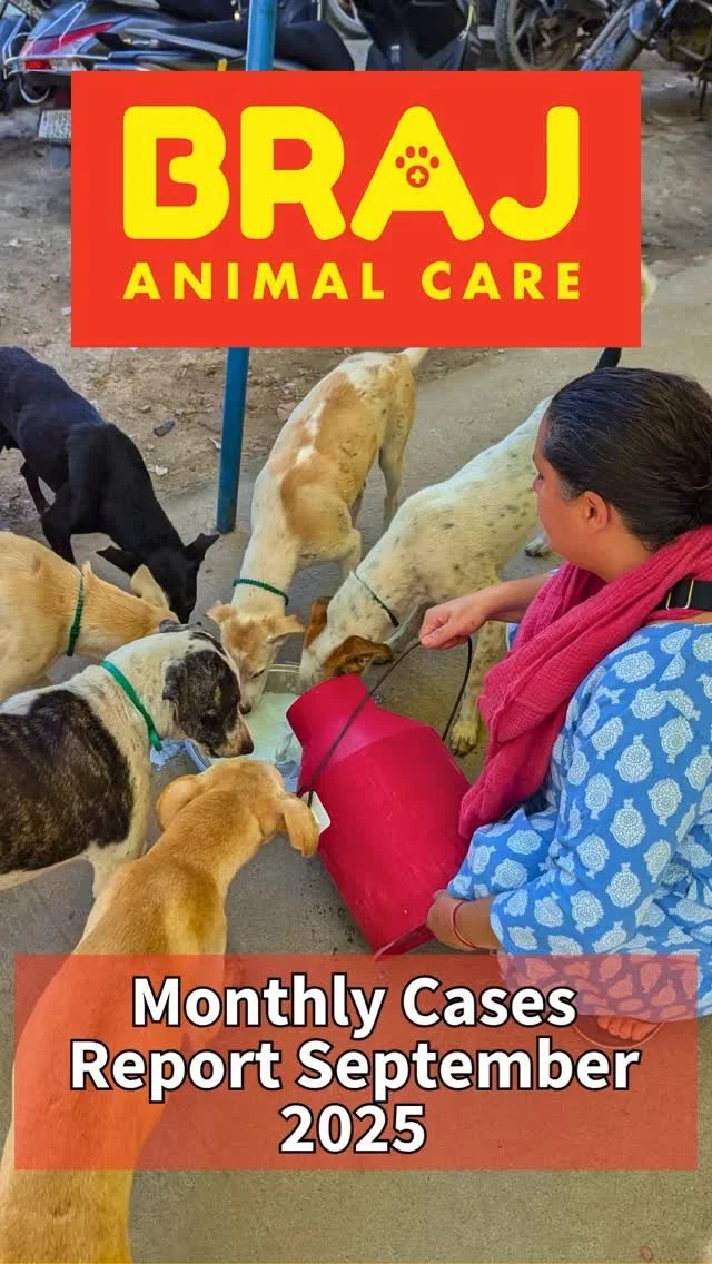 π September 2025 Case Report
83 animal welfare cases | 79 new | 4 follow-ups
Top interventions:
• Deworming – 20 π
• Traffic accidents – 14 π
• Dog fights – 10 βοΈ
• Rabies vaccination – 9 π
Each numb