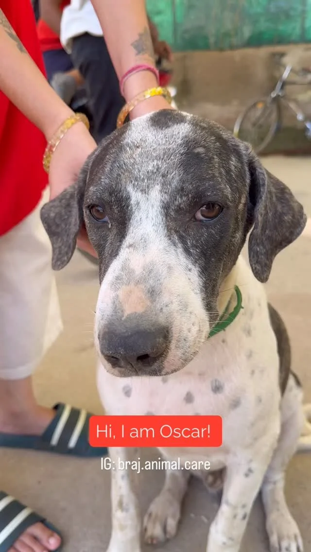 β¨ From tiny paws to grown hearts β¨
Oscar and Elizabeth were born in Keli Kunj, and from their very first days, we’ve had the joy of watching them grow under our care. What began as two tiny pups searching for warmth soon turned into a beautifu
