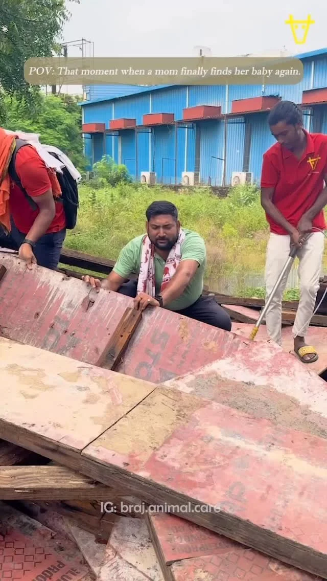 POV: That moment when a mom finally finds her baby.
A few days ago, we shared the rescue of Rainbow’s tiny puppy, who had been trapped under wooden panels and crying for her mom πΎ
Now, mother and baby are safe, healthy, and resting peacefully