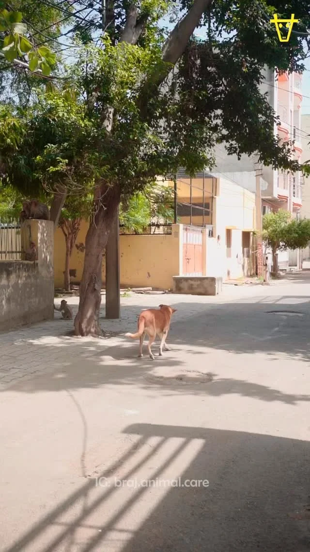 A new case from Kailash Nagar πΎ
We found this gentle boy with a wound on his ear, quietly enduring the pain. Our doctor treated him with injections and gentle care to ease his discomfort. Seeing him relax afterward was such a relief — a remind